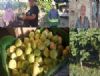 Mut'ta incir hasad� ba�lad�